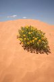 Coral Sands SP